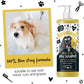 Dog Shampoo for Itchy Skin Antibacterial and Antifungal Natural Medicated Safe Sensitive Formula - Fast Absorbing Skin Cooling First Aid Relief for Cuts Grazes Skin Irritation